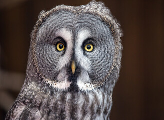 Closeup portrait of amazed great grey owl looking at the camera with beautiful yellow eyes and smart sight