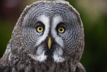 Closeup portrait of amazed great grey owl looking at the camera with beautiful yellow eyes and smart sight