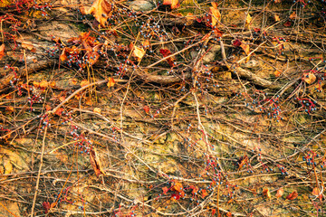 Autunno, passeggiata, running, outdoor, corsa, scarpa