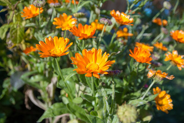 Obraz na płótnie Canvas Orange flowers of calendula in garden