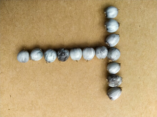 Seeds of Job's tears, scientific name Coix lacryma-jobi, arranged in a 