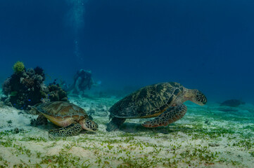 Diver among turtles