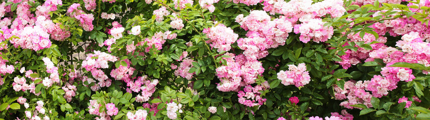 Texture for landscape designers. Panorama with delicate roses that flaunt after a summer rain