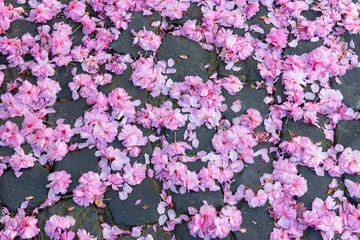 Japanische Kirschblüte auf dem Boden