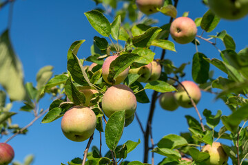 green apples on a tree in the garden, selective focusing, tinted image, growing different varieties of apples in your garden, several apples with a green branch