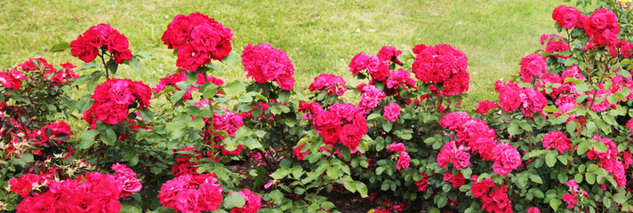  Texture for landscape designers. Panorama with a cortex of bright roses that flaunt after the morning rain