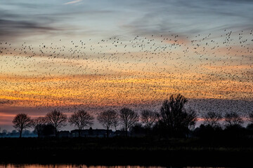 Starling murmurations. A large flock of starlings fly at sunset in the Netherlands. Hundreds of thousands starlings come together making big clouds to protect against birds of prey. 