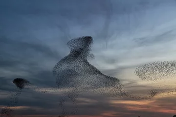 Fotobehang Vogels Starling murmurations. A large flock of starlings fly at sunset in the Netherlands. Hundreds of thousands starlings come together making big clouds to protect against birds of prey.   © henk bogaard