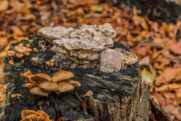 Elfringhauser Schweiz