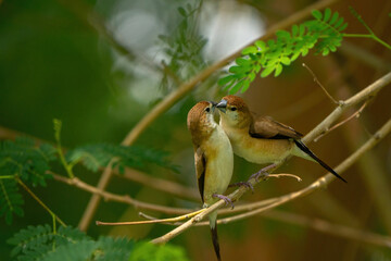 The Indian silverbill or white-throated munia in a public park in Doha, Qatar