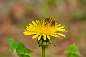Honey bee collecting nectar from dandelion flower.