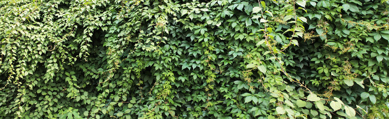 Texture for landscape designers. Panorama with a wall of climbing ivy. Nice view of the botanical garden
