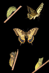 Metamorphosis of  Old World swallowtail,  Papilio machaon on black background