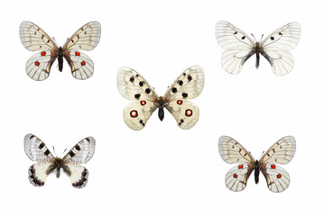 Collection of apollo swallowtail butterflies  species on white
