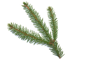 spruce branch isolated on a white textured background