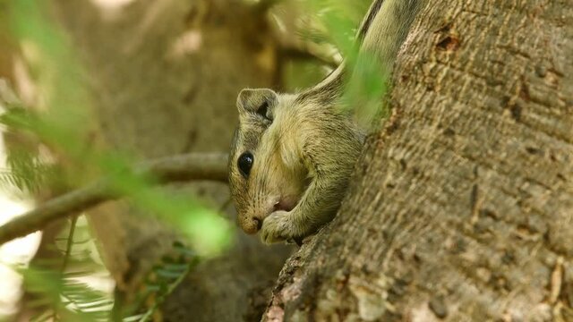 Indian or three-striped palm squirrel or Funambulus palmarum a rodent species closeup in natural feeding behavior on branch of a tree at jhalana forest or leopard reserve jaipur rajasthan india