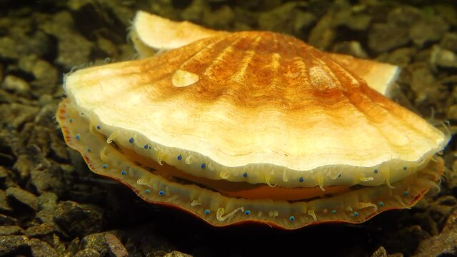 Small blue eyes and tentacles on the mantle of a bivalve mollusk Smooth Scallop (Flexopecten glaber ponticus), Black Sea