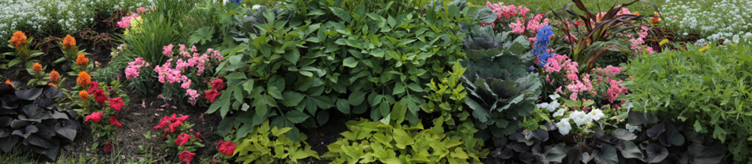 Beautiful background. Texutra for designers. Flower bed panorama