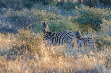 Fototapeta na wymiar Zwei Zebras in der freien Wildbahn von Namibia