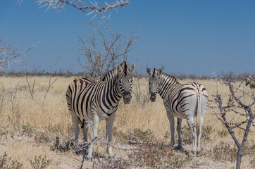Zwei Zebras in der freien Wildbahn von Namibia 