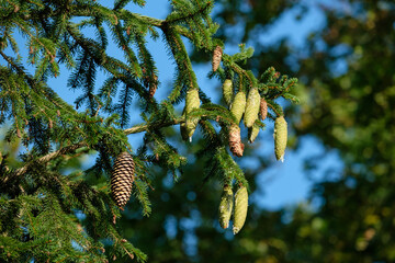 Grüne, unreife Zapfen mit Harz an einer Fichte (lat.: Picea Abies)