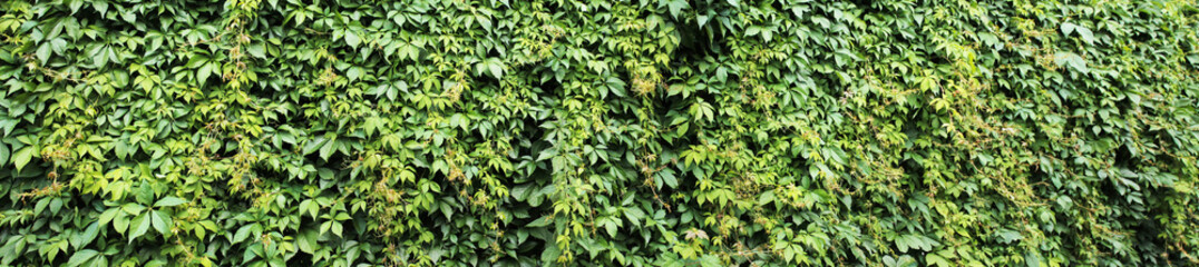 Fototapeta na wymiar Texture for landscape designers. Panorama with a decorative ivy fence Rural landscape