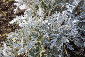 Beautiful green white and silver curved leaves Jacobaea maritima Silver Ragwort