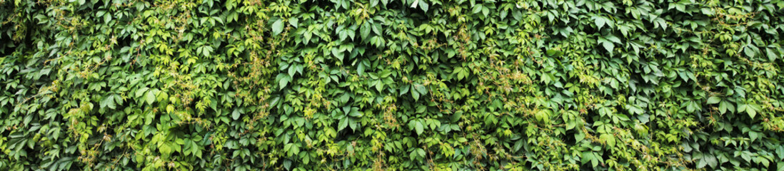 Panorama with a decorative ivy fence. Texture for landscape designers. Rural landscape