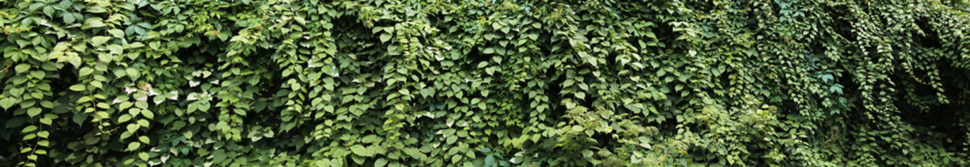 Rural landscape on a summer day. Panorama with a decorative ivy fence. Texture for landscape designers.