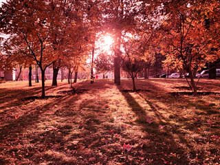 autumn in the park. Picture in orange color