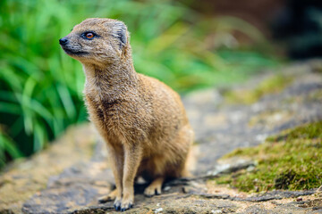 Naklejka na ściany i meble The yellow mongoose (Cynictis penicillata), sometimes referred to as the red meerkat, is a member of the mongoose family.