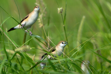 The Indian silverbill or white-throated munia in a public park in Doha, Qatar