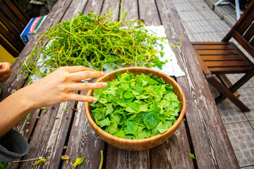hands holding a bowl of fresh herbs