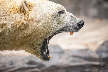 A close shot of a roaring polar bear.