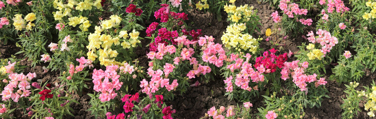 Texture for landscape designers. Panorama Pink Yellow Flowers Beautiful View Botanical Garden