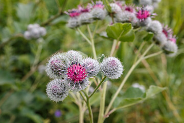 Arctium lappa, greater burdock. Blooming medicinal plant burdock. Burdock flower.