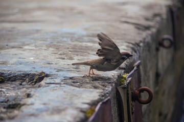 bird