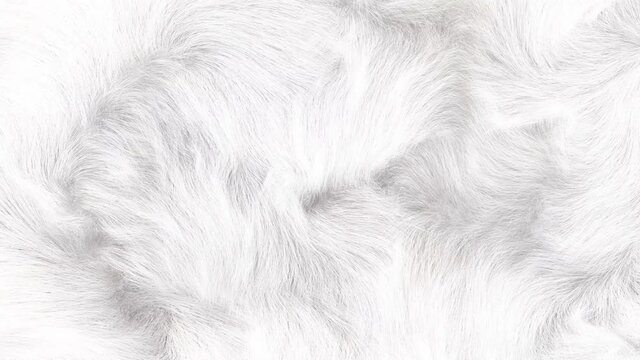 Close up of white  fur animation, 3D generated, slowly waving white soft fur texture.