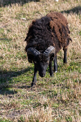 black ram