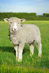 Naklejka na ściany i meble Lamb In Green Field