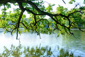 Die Äste eines Baums mit grünen Blättern spiegeln sich in einem See / Gewässer in einer sommerlichen Landschaft