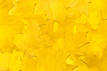 Background of autumn fallen maple leaves close-up. Yellow foliage texture.