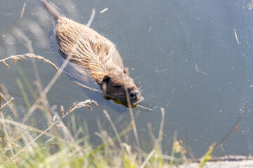nutria floats in water