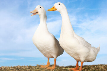 Two Geese Against Blue Sky