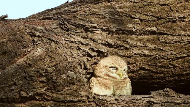 spotted owlet or Athene brama coming out of nest in winter sunlight at keoladeo national park or bharatpur bird sanctuary rajasthan india