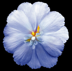 Blue flower  on the black isolated background with clipping path. Closeup. For design. Nature.