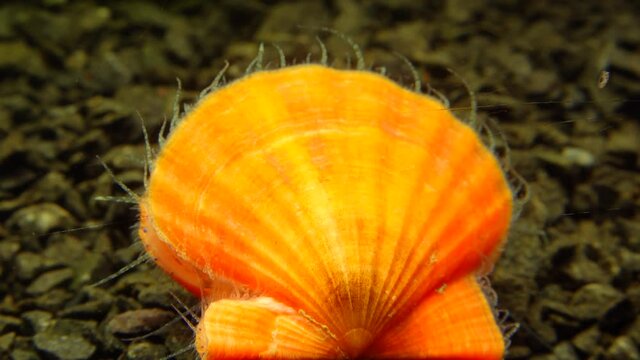 Bivalve mollusk with orange valves Smooth Scallop (Flexopecten glaber ponticus), Black Sea