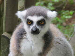 a ring-tailed lemur staring at camera greay and white fur