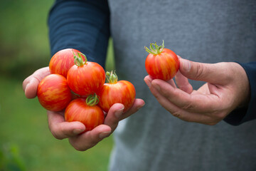 Man holds freshly harvested 'Tigerella' tomatoes in his hands