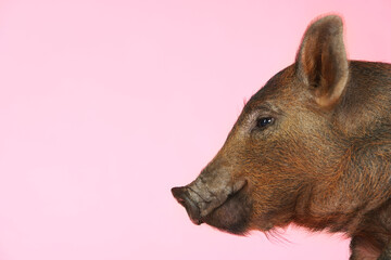 Side View Of Brown Pig